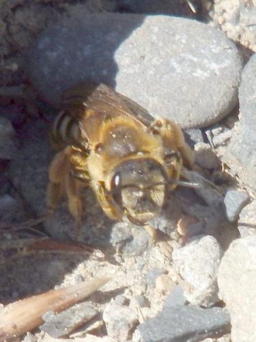 Réf. 317 772 : Halictus scabiosae